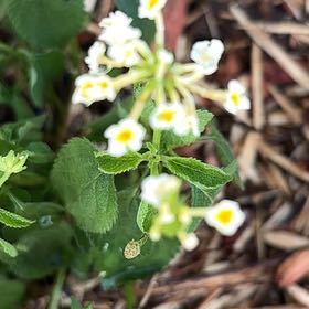 Photo of the plant species Velvet Shrubverbena by @PoshSeaspurge96 named Sir Plancelot on Greg, the plant care app