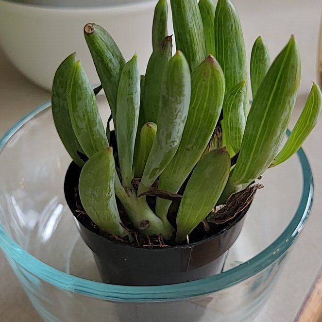 Photo of the plant species Blue Chalk Sticks by @artemesias named Floyd, Pink on Greg, the plant care app