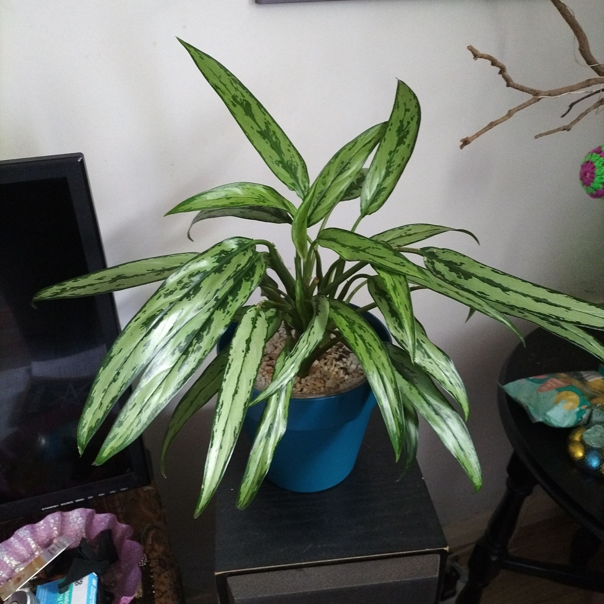 Photo of the plant species Chinese Evergreen by @GrownPinkball56 named Sahara on Greg, the plant care app