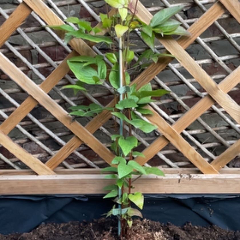 Photo of the plant species Multi-Blue Clematis by @cacteye named Diana on Greg, the plant care app