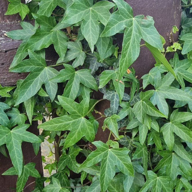 Photo of the plant species Irish Ivy by @YevePineviolet named Walt on Greg, the plant care app
