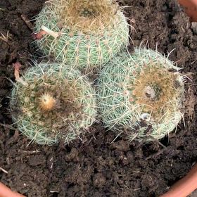 Photo of the plant species Mammillaria muehlenpfordtii by @ArtisticIvy87 named Sonora on Greg, the plant care app