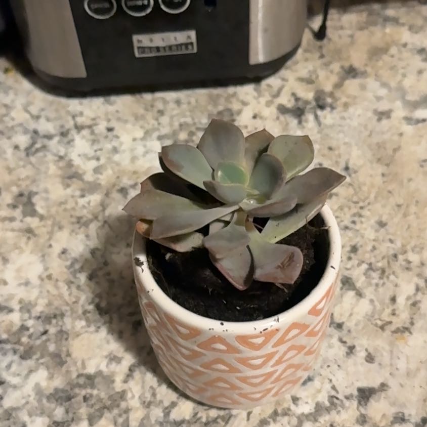 Photo of the plant species Graptoveria Debbi by @TheMgaicManShow named Aria on Greg, the plant care app