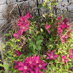 Photo of the plant species Crimson Clematis by @FerventApple51 named Rosa on Greg, the plant care app