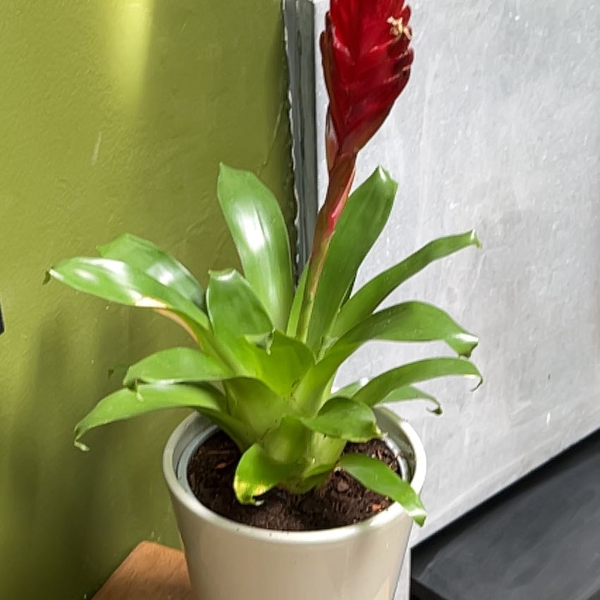 Photo of the plant species Vriesea by @RadBorage16 named Sproutacus on Greg, the plant care app
