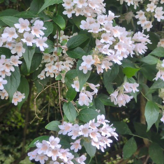 Photo of the plant species Beauty Bush by @HipBabytoes42 named Mollie on Greg, the plant care app