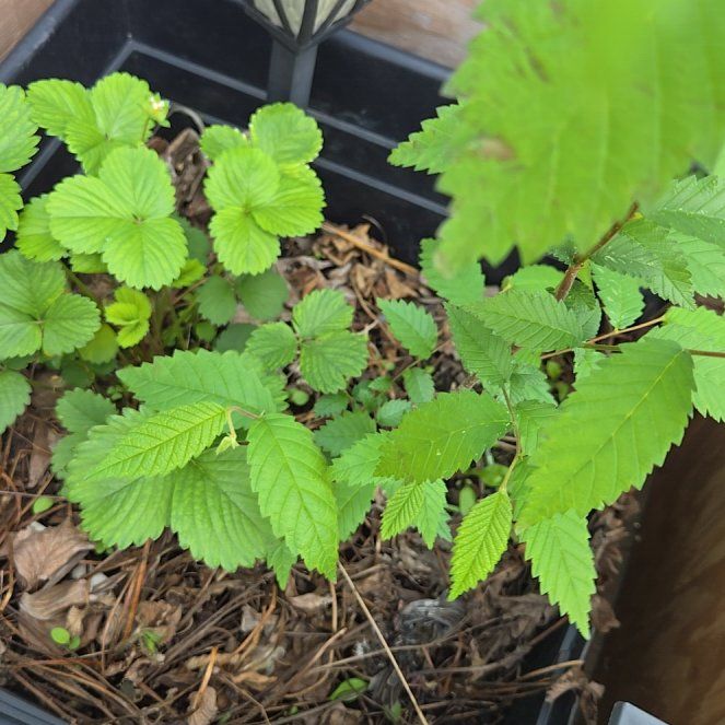 Photo of the plant species European Field Elm by @BestNoblefir37 named Daphne on Greg, the plant care app