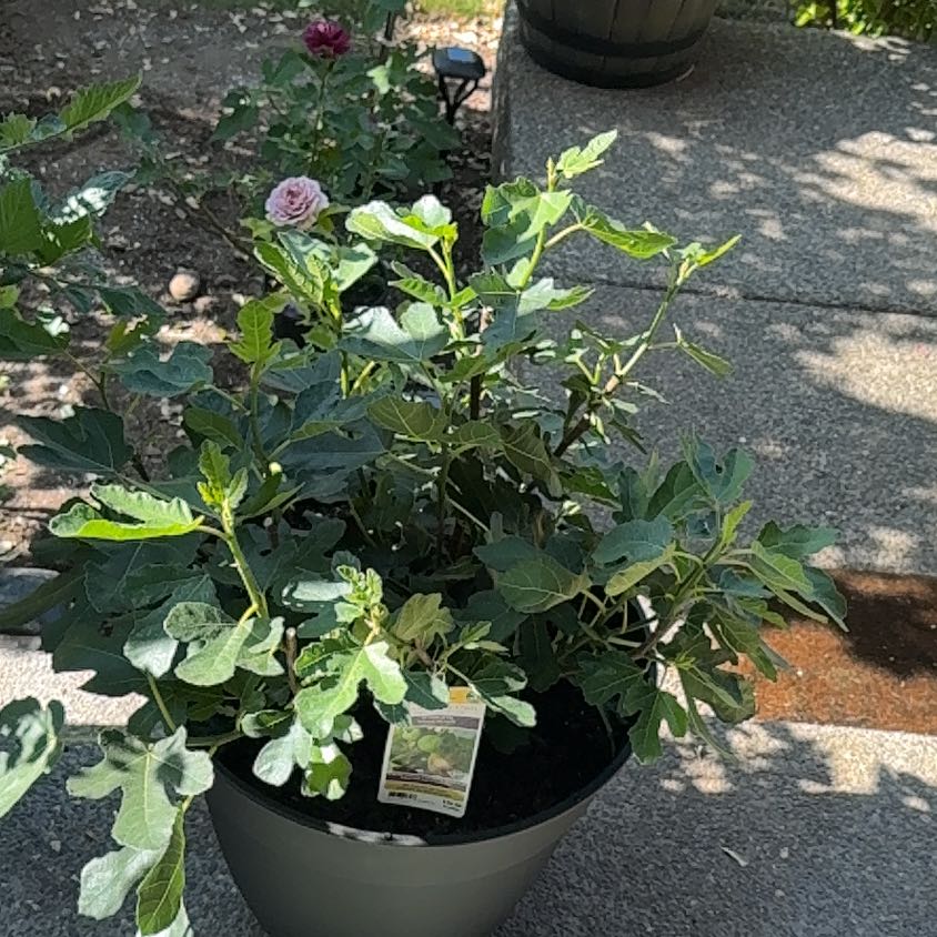 Photo of the plant species Olympian Fig by @ProudRedtree39 named Old Thomas on Greg, the plant care app