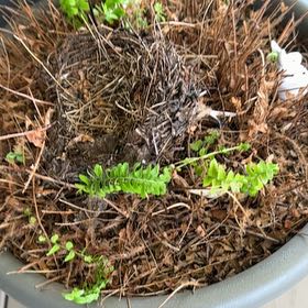 Photo of the plant species Common Polypody by @TidyWildyam73 named Sonora on Greg, the plant care app