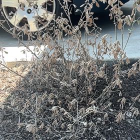 Photo of the plant species White Texas Sage by @MeekPecan73 named Texas Ranger on Greg, the plant care app