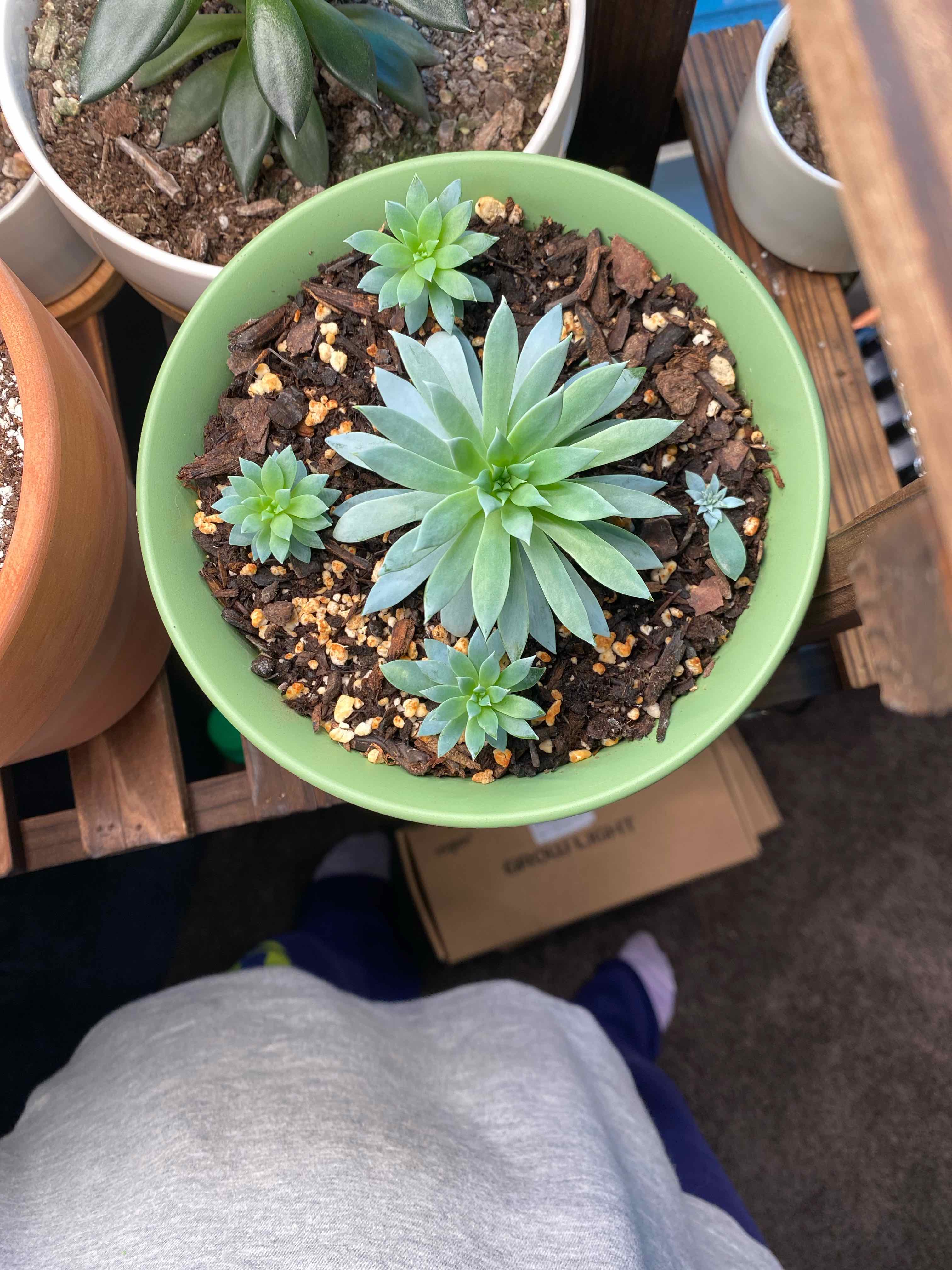 Sedeveria 'Dark Elf' plant in a green pot with visible soil and healthy leaves.