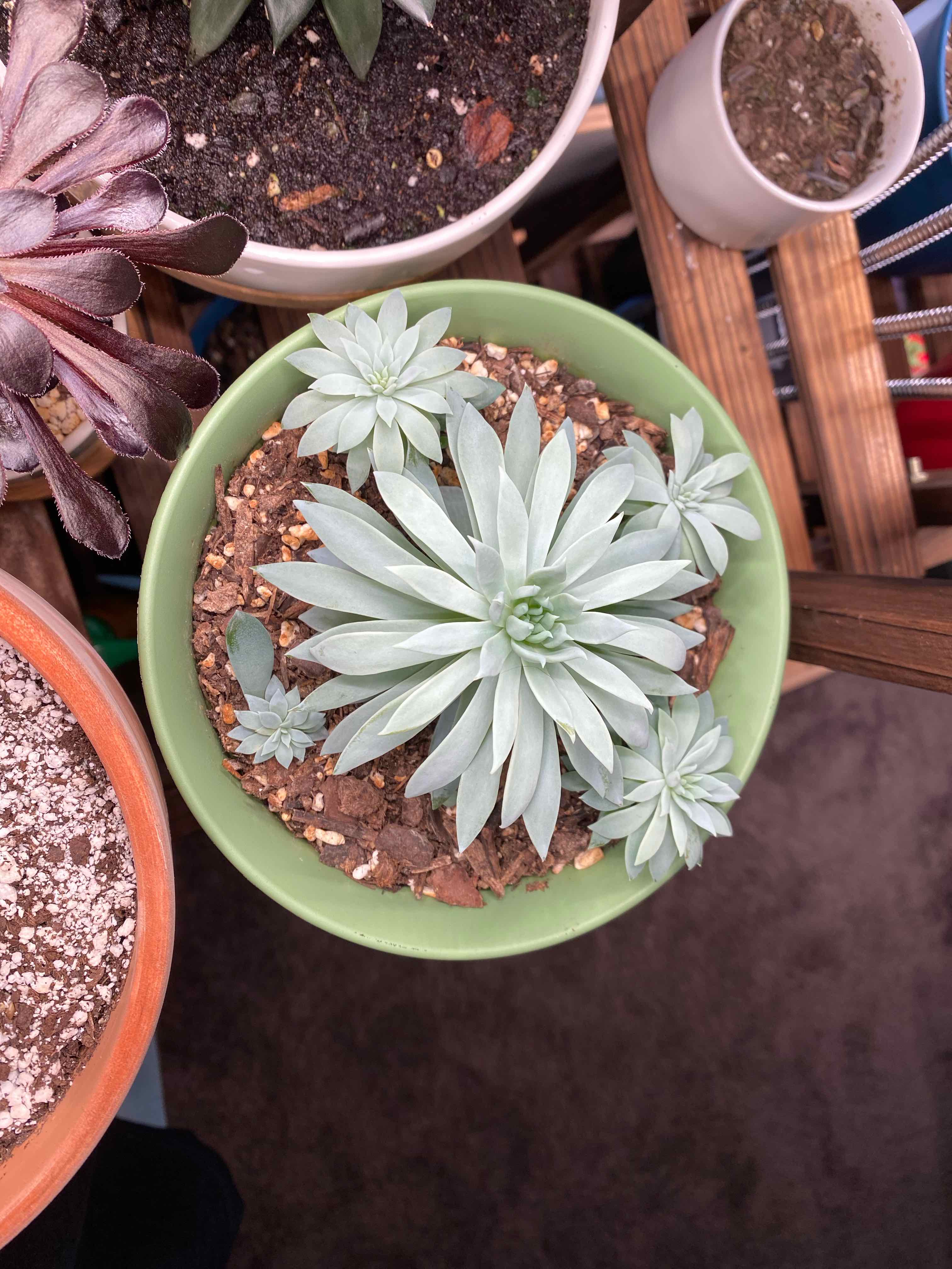 Sedeveria 'Dark Elf' succulent in a green pot with visible soil, well-framed and in focus.