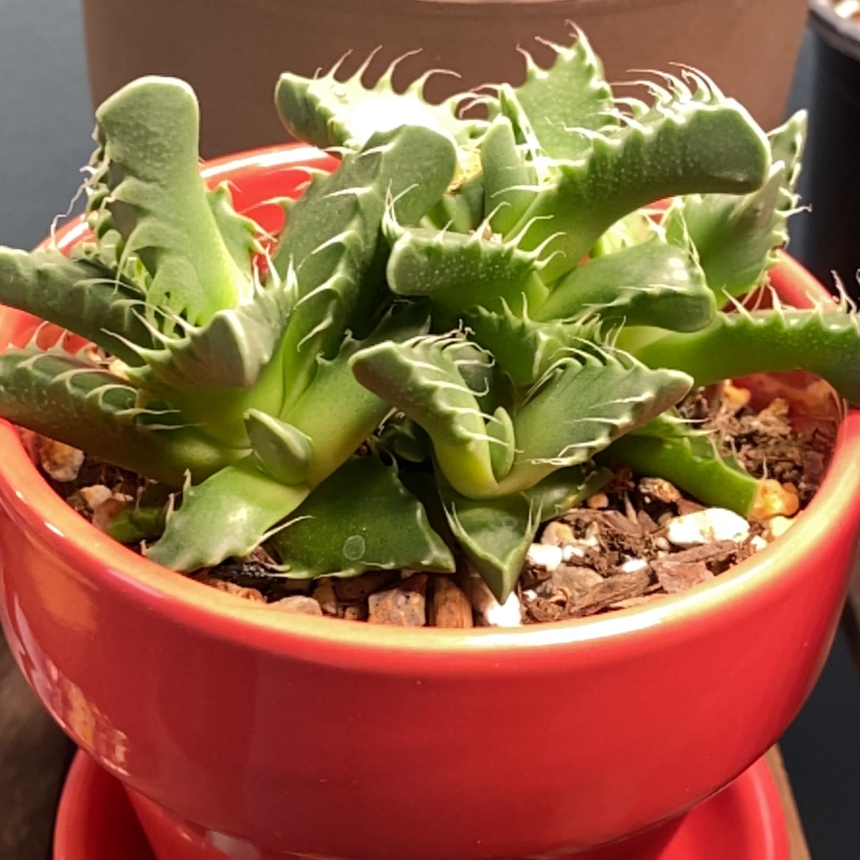 Tiger's Jaw plant in a red pot with visible soil, appears healthy.
