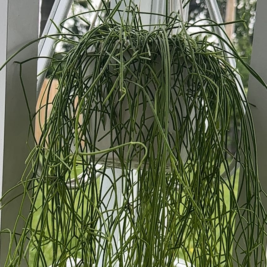 Photo of the plant species Mistletoe Cactus by @tiaruark named Longfellow on Greg, the plant care app