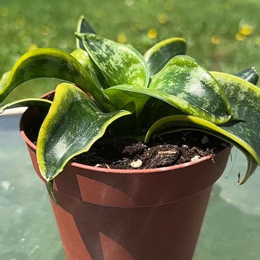 Photo of the plant species Twisted Sister Snake Plant by @tiaruark named Leonardo on Greg, the plant care app