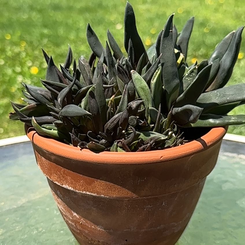 Photo of the plant species Monstrose Black Gasteria by @tiaruark named Tolstoy on Greg, the plant care app