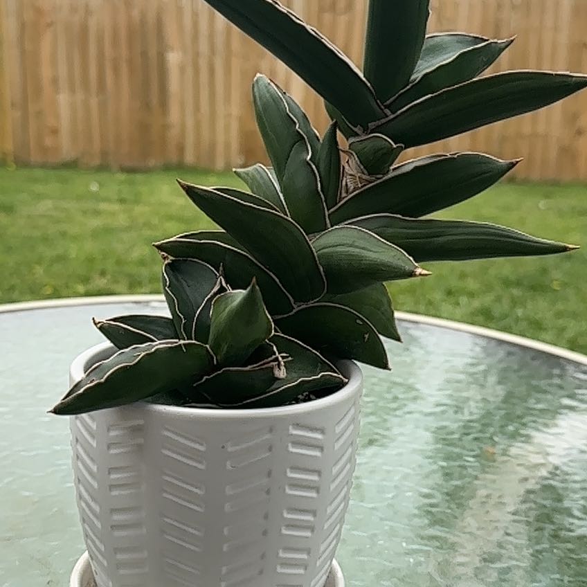 Photo of the plant species Snake Plant by @tiaruark named Raphael on Greg, the plant care app