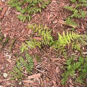 Photo of the plant species Marginal Woodfern by @Linguine named Sonora on Greg, the plant care app