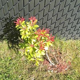 Photo of the plant species Mountain Fire Pieris by @Linguine named Stella on Greg, the plant care app