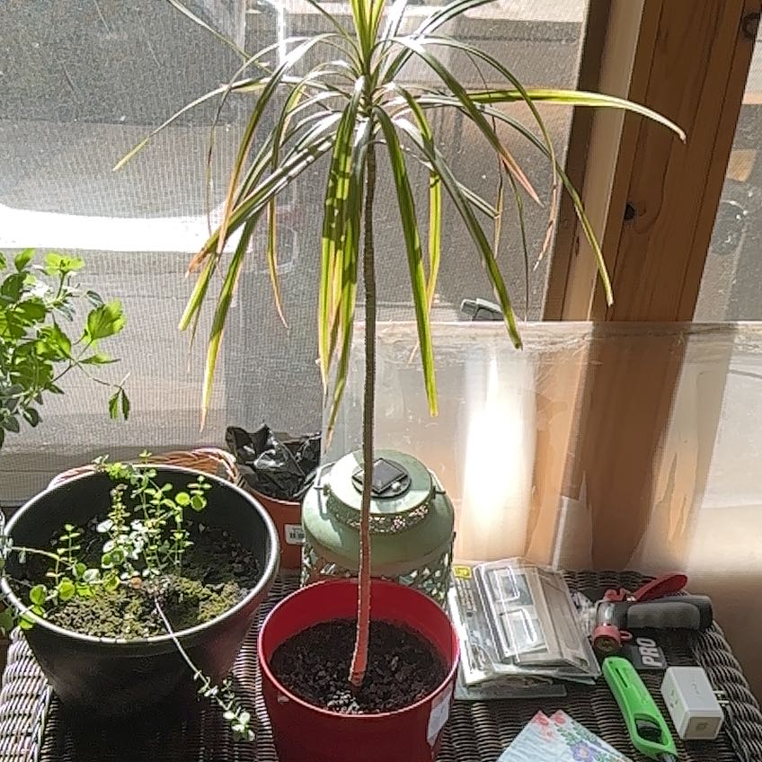 Photo of the plant species marginata cane by @Linguine named Denali on Greg, the plant care app