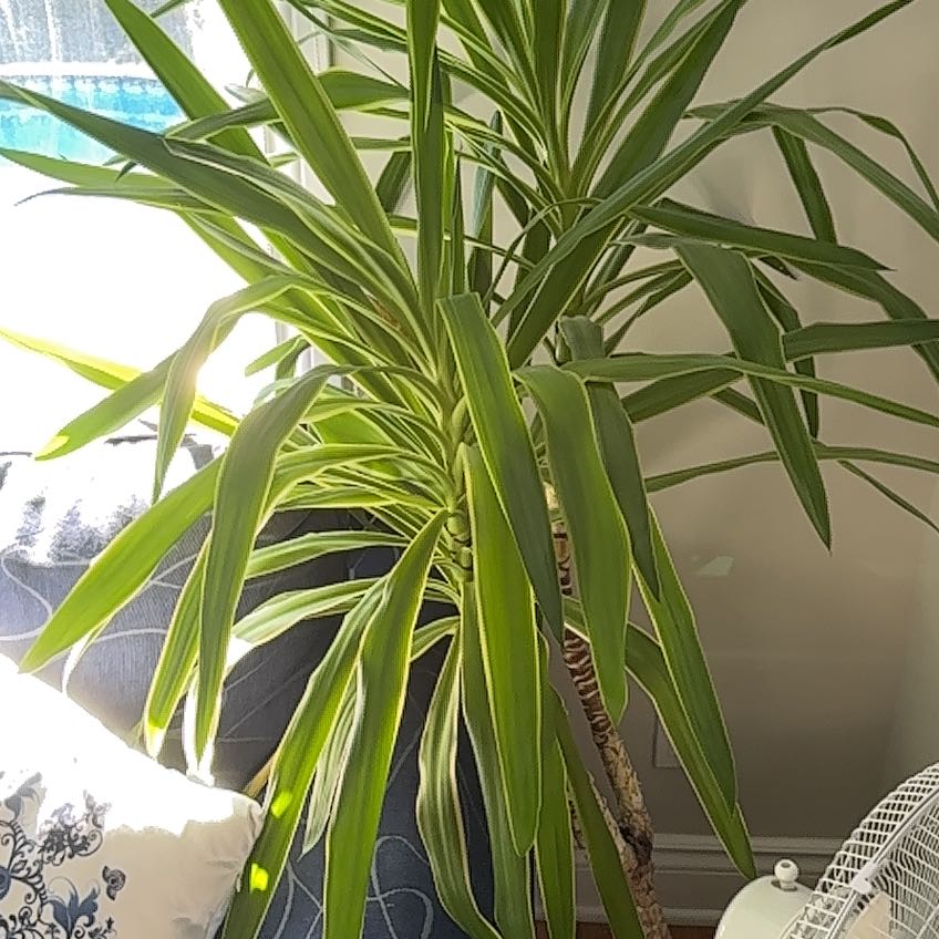 Photo of the plant species Spineless yucca by @Linguine named Michelle Branch on Greg, the plant care app