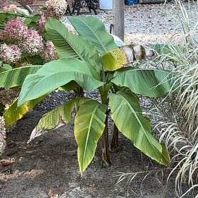 Photo of the plant species Japanese Banana by @Linguine named Terra on Greg, the plant care app