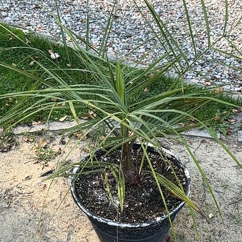 Photo of the plant species Jelly palm by @Linguine named Kendall on Greg, the plant care app