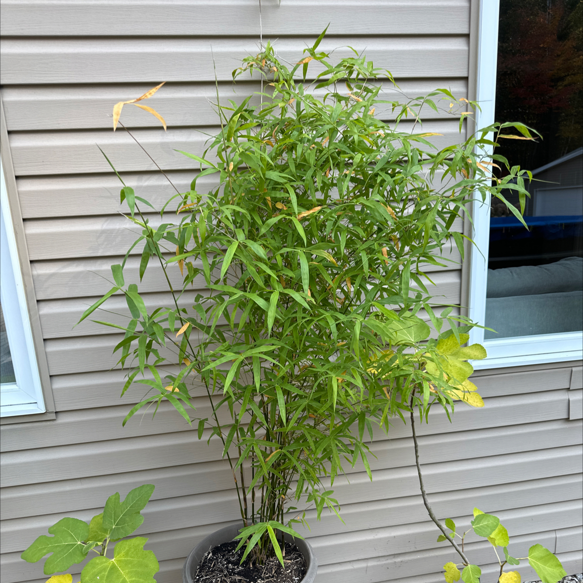 Photo of the plant species Giant Thorny Bamboo by @Linguine named Surya on Greg, the plant care app