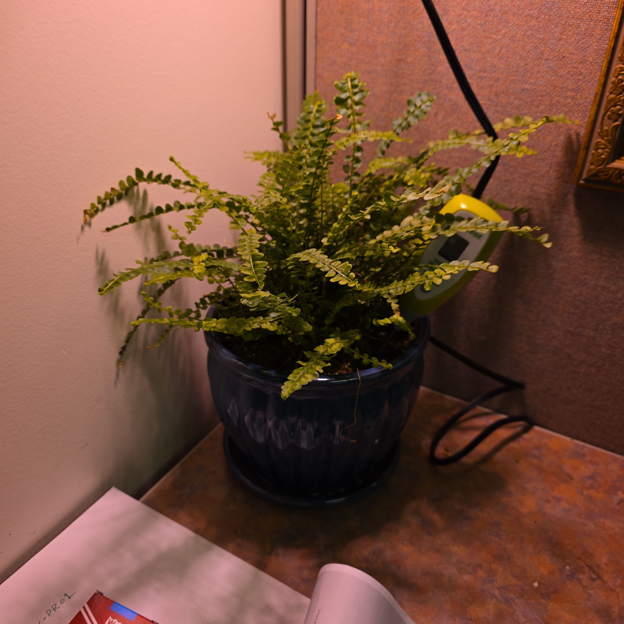 Photo of the plant species lemon butter fern by @JesterNutgrass named Butter on Greg, the plant care app