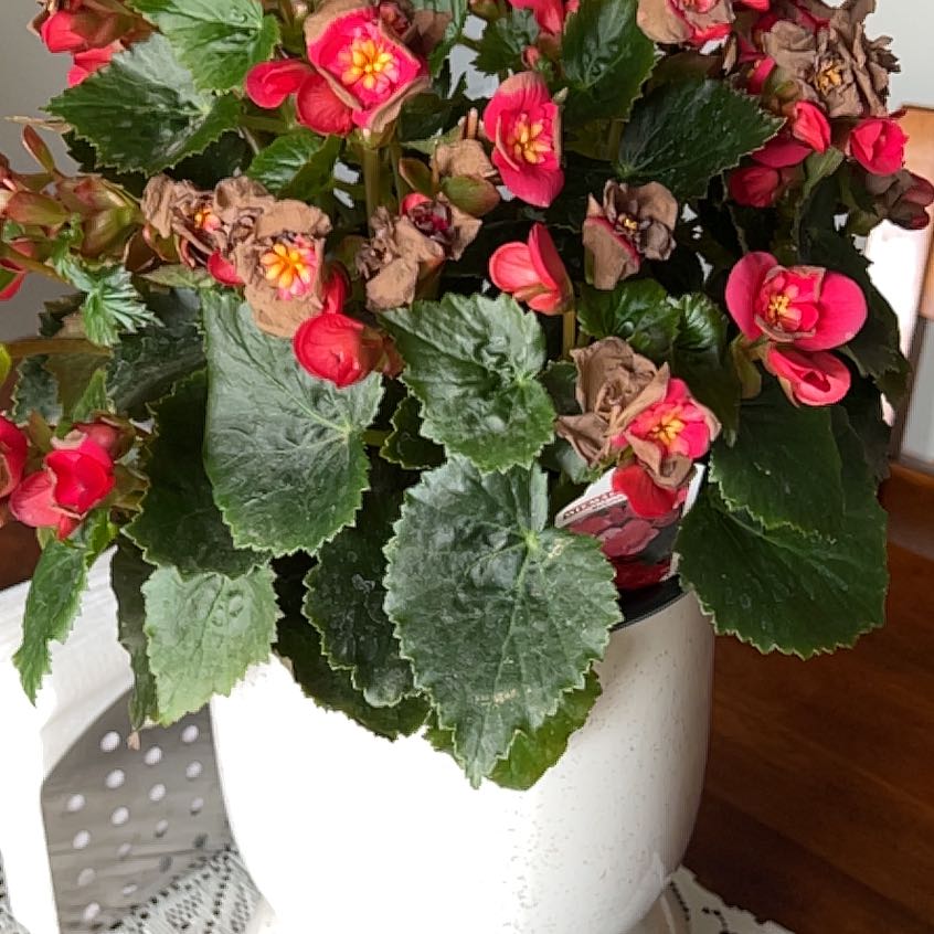 Photo of the plant species Hiemalis Begonia by @ArdentClusia74 named Ronaldo on Greg, the plant care app