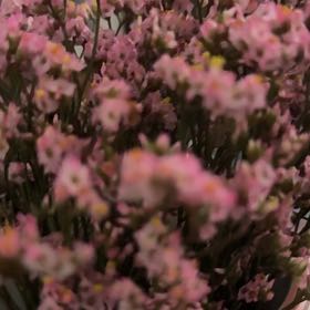 Photo of the plant species Slenderleaf Iceplant by @StrongEarthball named Gregarious on Greg, the plant care app