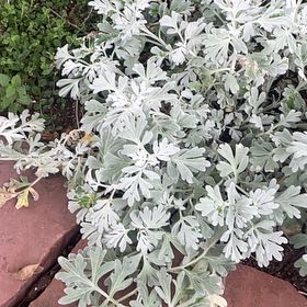 Photo of the plant species Oldwoman by @GlowingChilli named Delilah on Greg, the plant care app