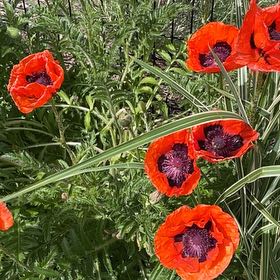 Photo of the plant species Oriental Poppy by @GlowingChilli named Zion on Greg, the plant care app