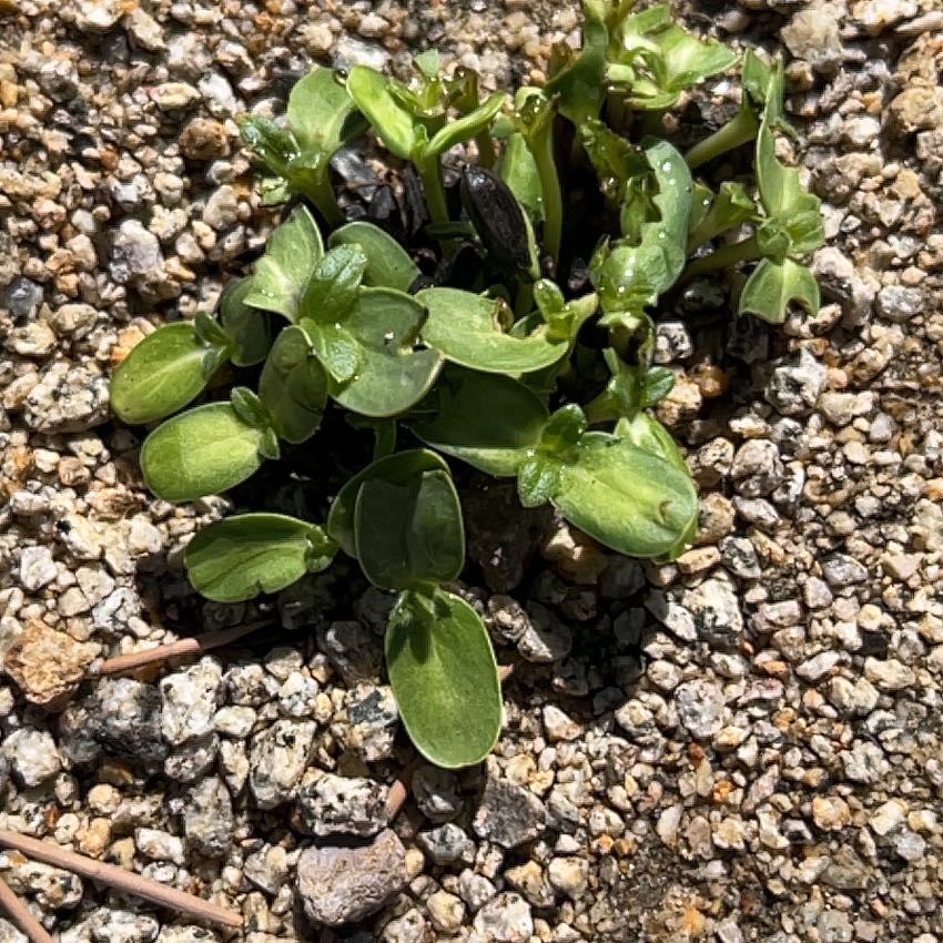 Photo of the plant species Sea Sandwort by @BubblyCatnip45 named Marilyn on Greg, the plant care app