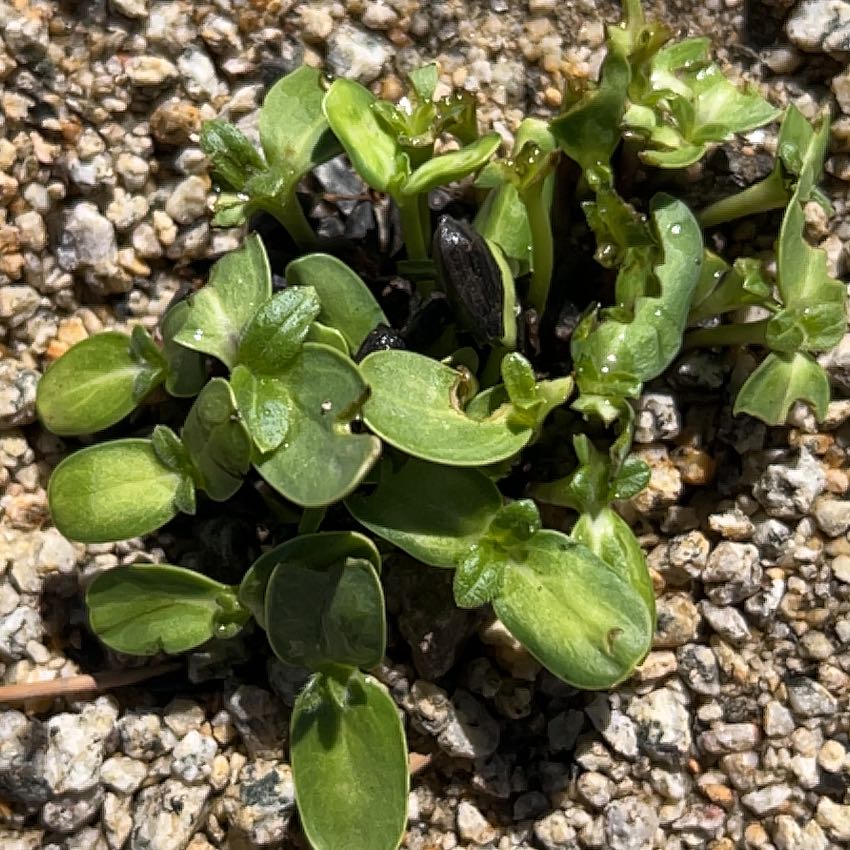 Photo of the plant species Sea Sandwort by @BubblyCatnip45 named Orwell on Greg, the plant care app