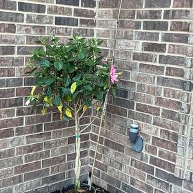 Photo of the plant species Braided Hibiscus by @ForrealFeijoa95 named Sherlock on Greg, the plant care app