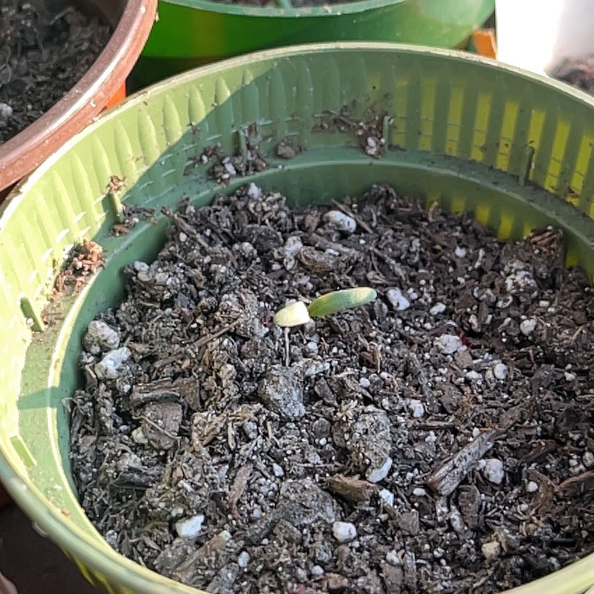 Photo of the plant species Red Beet by @HawkeyeGough named Coco on Greg, the plant care app
