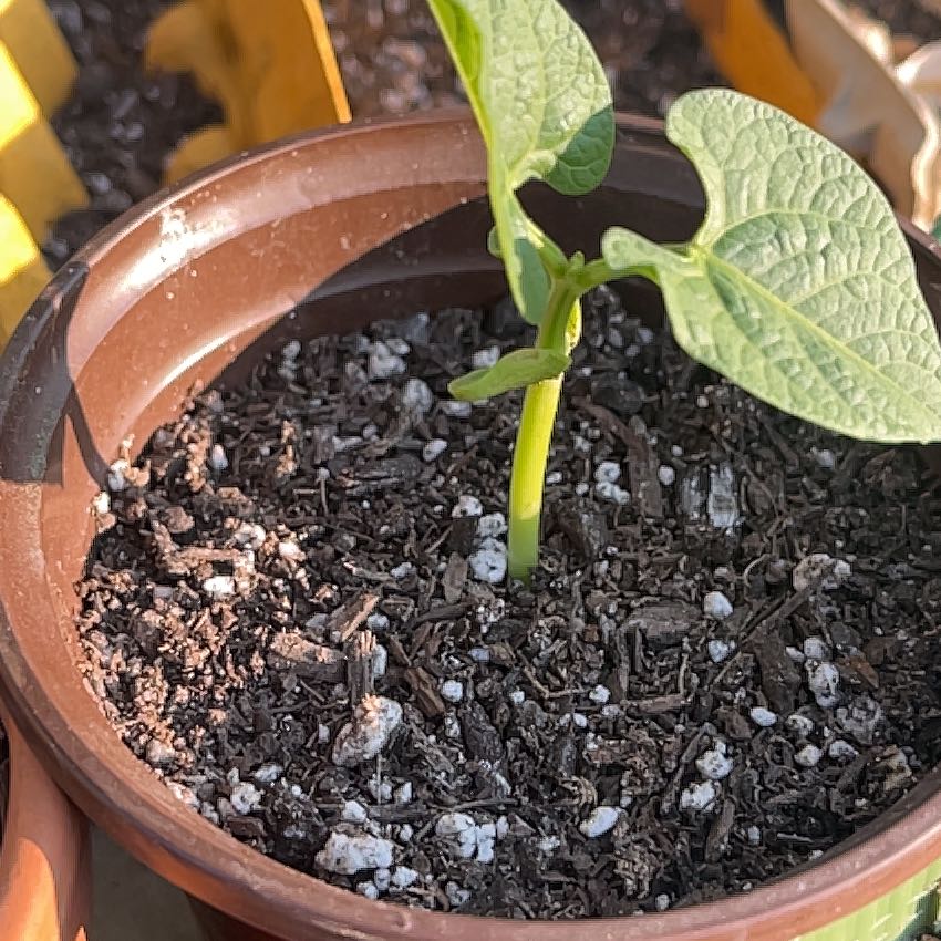 Photo of the plant species Green Beans by @HawkeyeGough named Messi on Greg, the plant care app