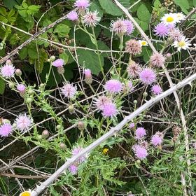 Photo of the plant species Canada Thistle by @HawkeyeGough named Sigmund on Greg, the plant care app