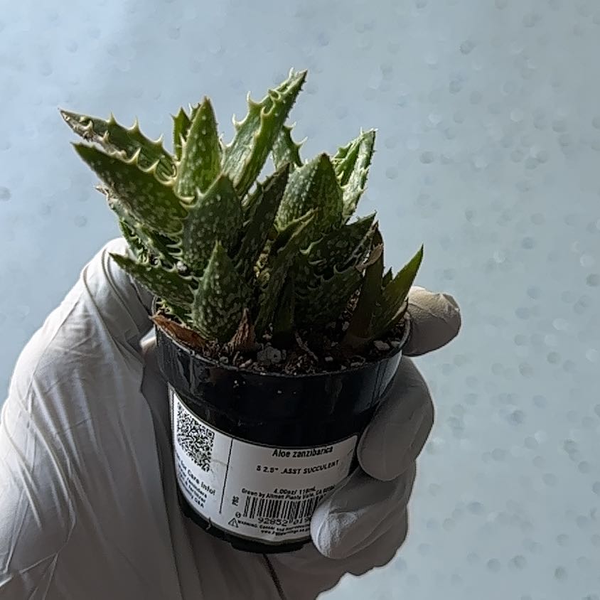 Photo of the plant species Aloe squarrosa by @LovingLovage67 named Sigmund on Greg, the plant care app