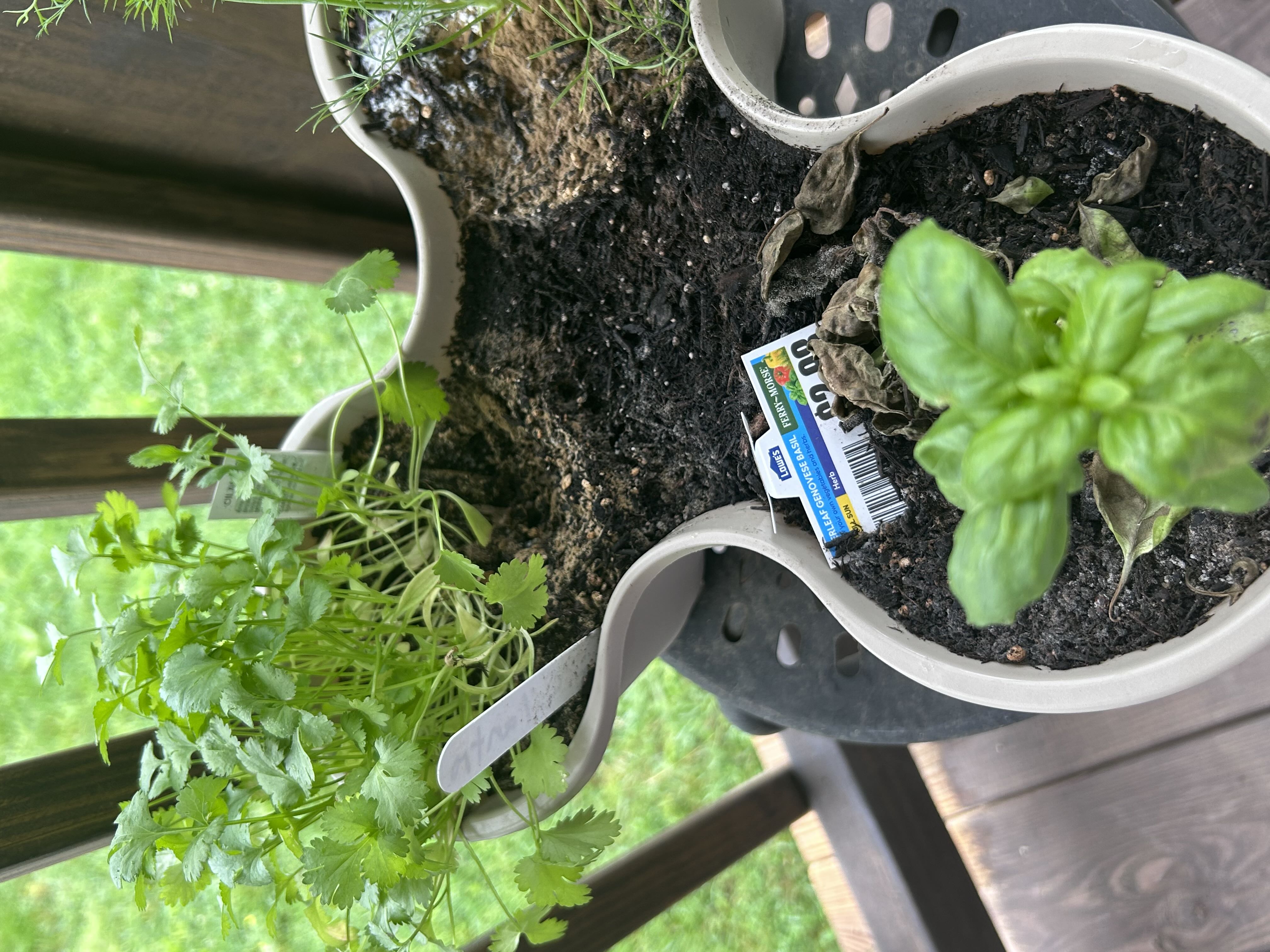 Photo from the post