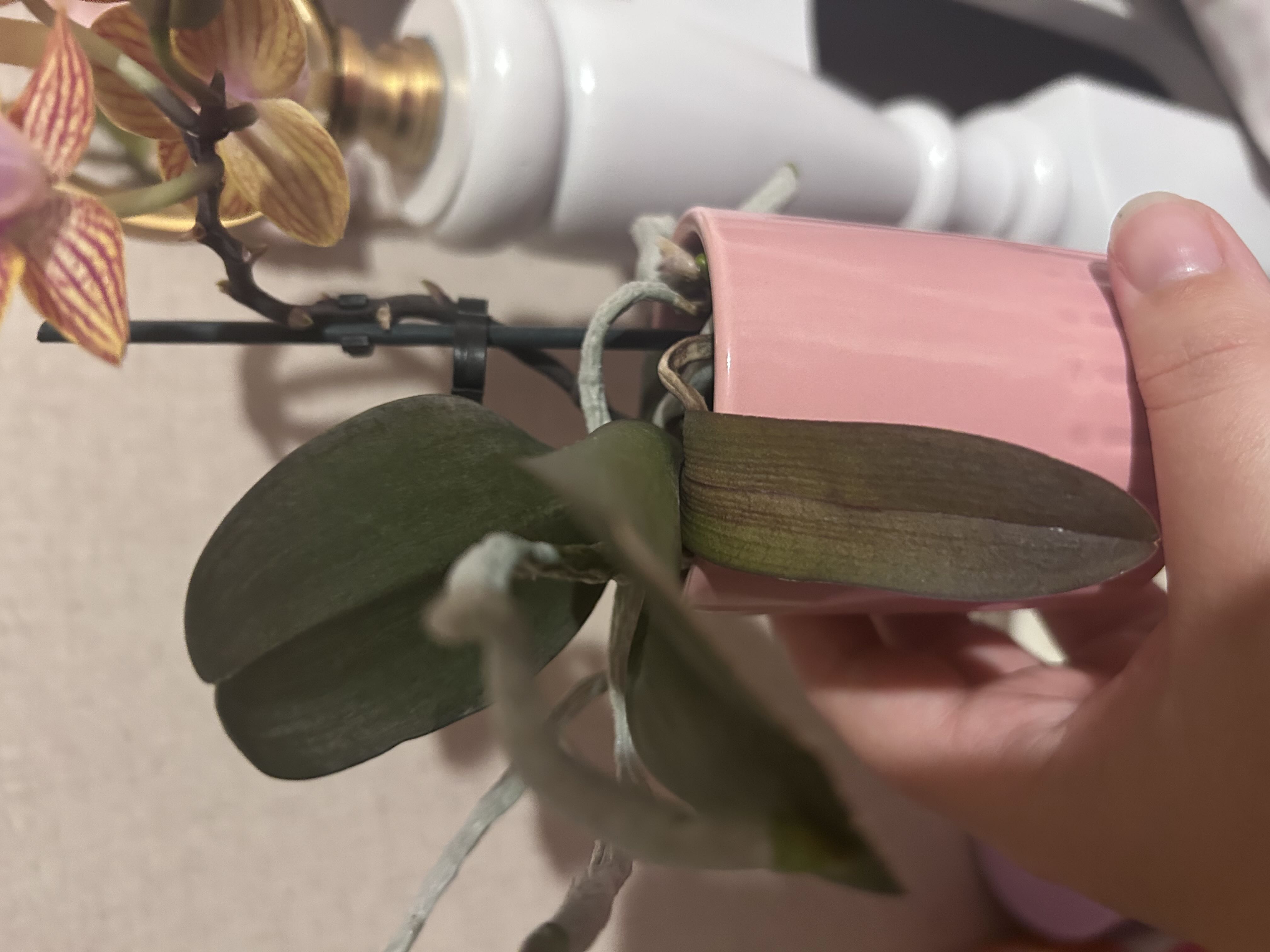 Photo from the post