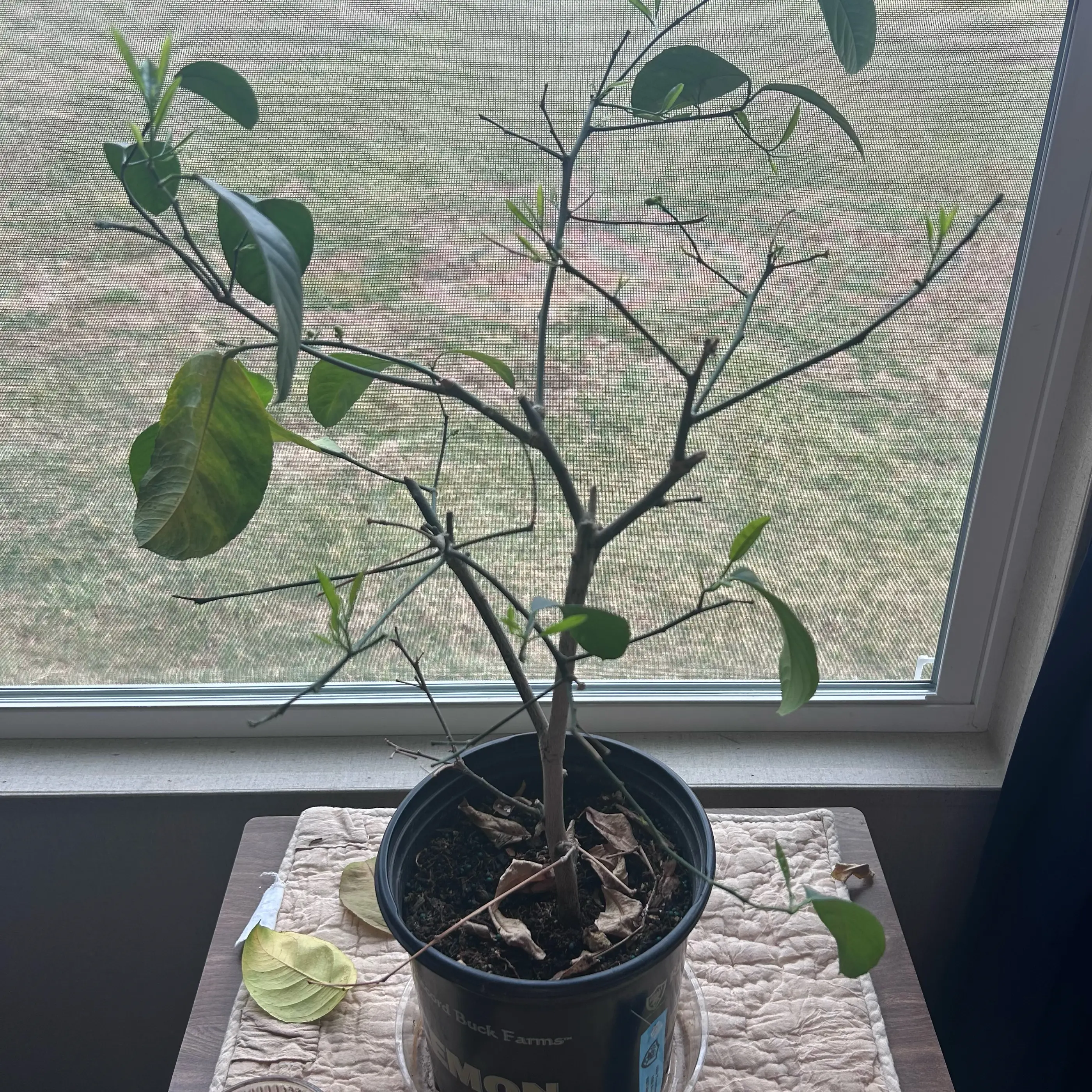 Lolo the Lemon Tree