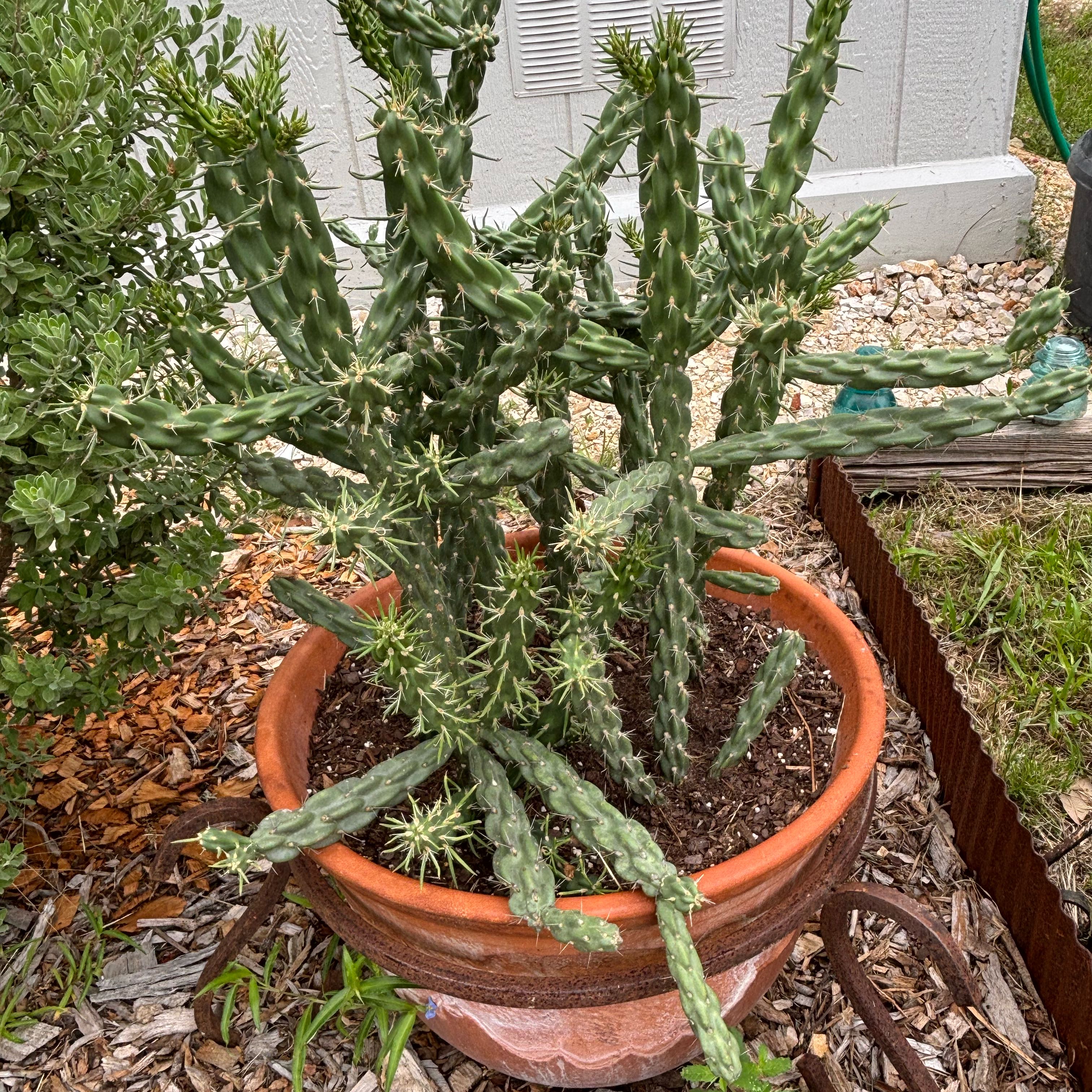 Photo of the plant species Snake Cholla by @DotingTurkshead named Kylie on Greg, the plant care app