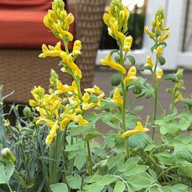 Photo of the plant species Corydalis by @ComicKiwifruit named Achilles on Greg, the plant care app