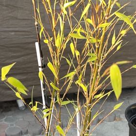 Photo of the plant species Black Bamboo 'Othello' by @MeekLimberpine named Black bamboo on Greg, the plant care app