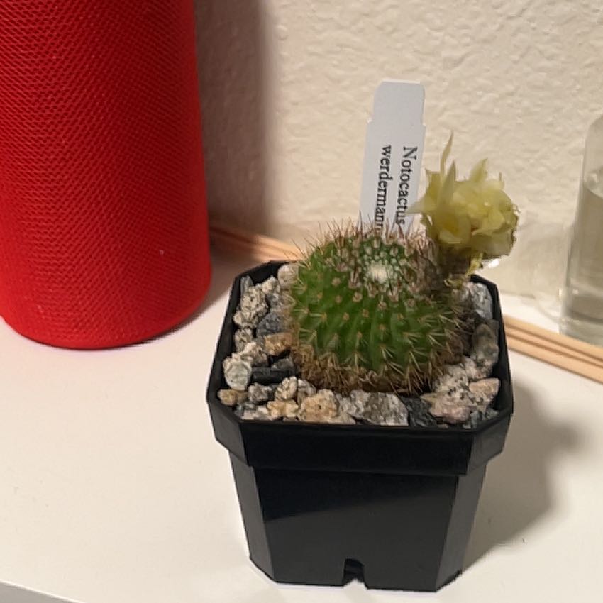 Photo of the plant species Notocactus by @InformedBibi51 named Shakira on Greg, the plant care app