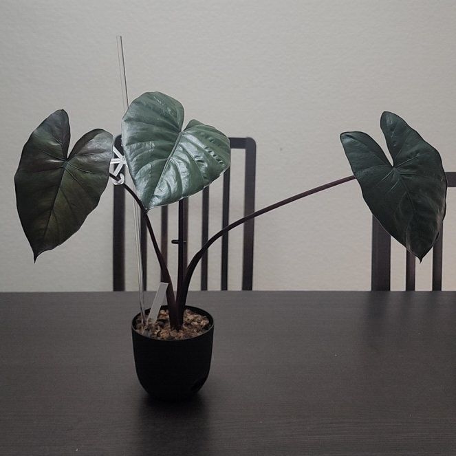 Photo of the plant species Alocasia 'Serendipity' by @YiftGrass4 named Doja Cat on Greg, the plant care app