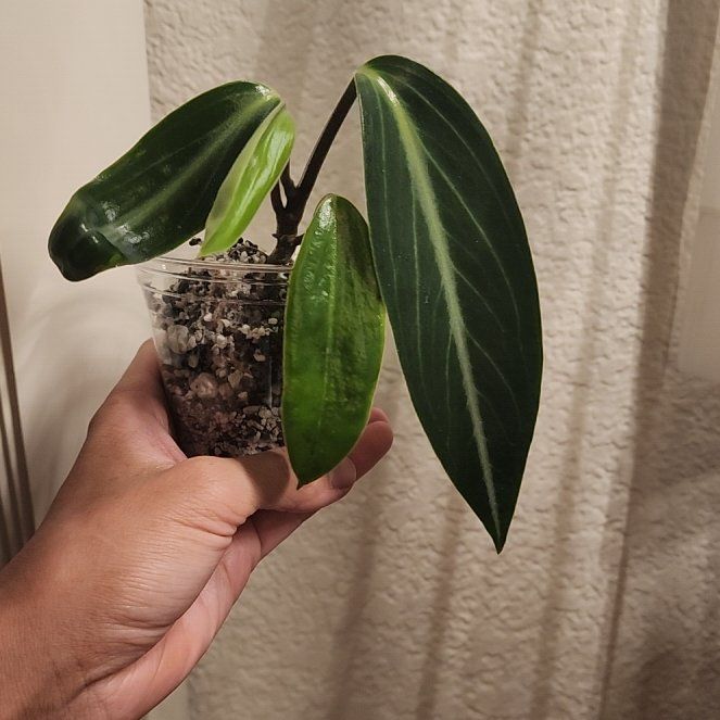 Photo of the plant species Peperomia elongata by @YiftGrass4 named Sonora on Greg, the plant care app