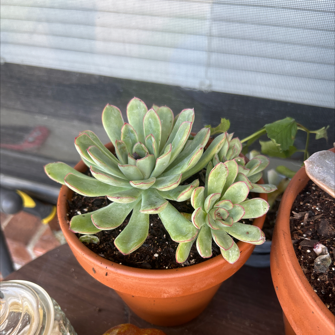 Photo of the plant species Echeveria 'Pelusida' by @NoblePlumtree45 named Terra on Greg, the plant care app